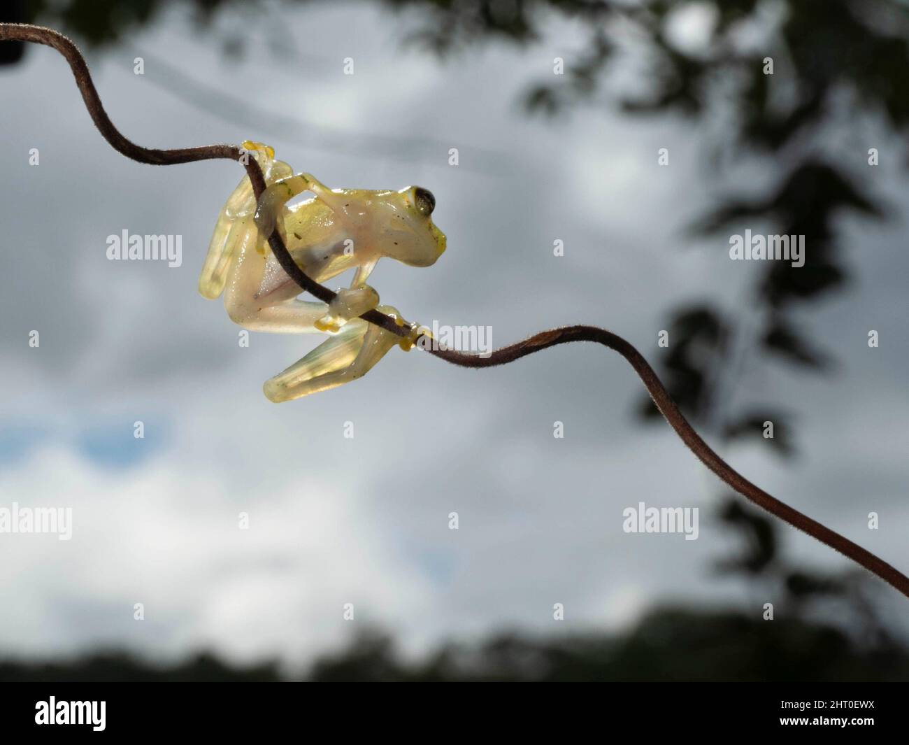 La Palma Glasfrosch (Hyalinobatrachium valerioi) auf einem schlanken Ast. Costa Rica Stockfoto