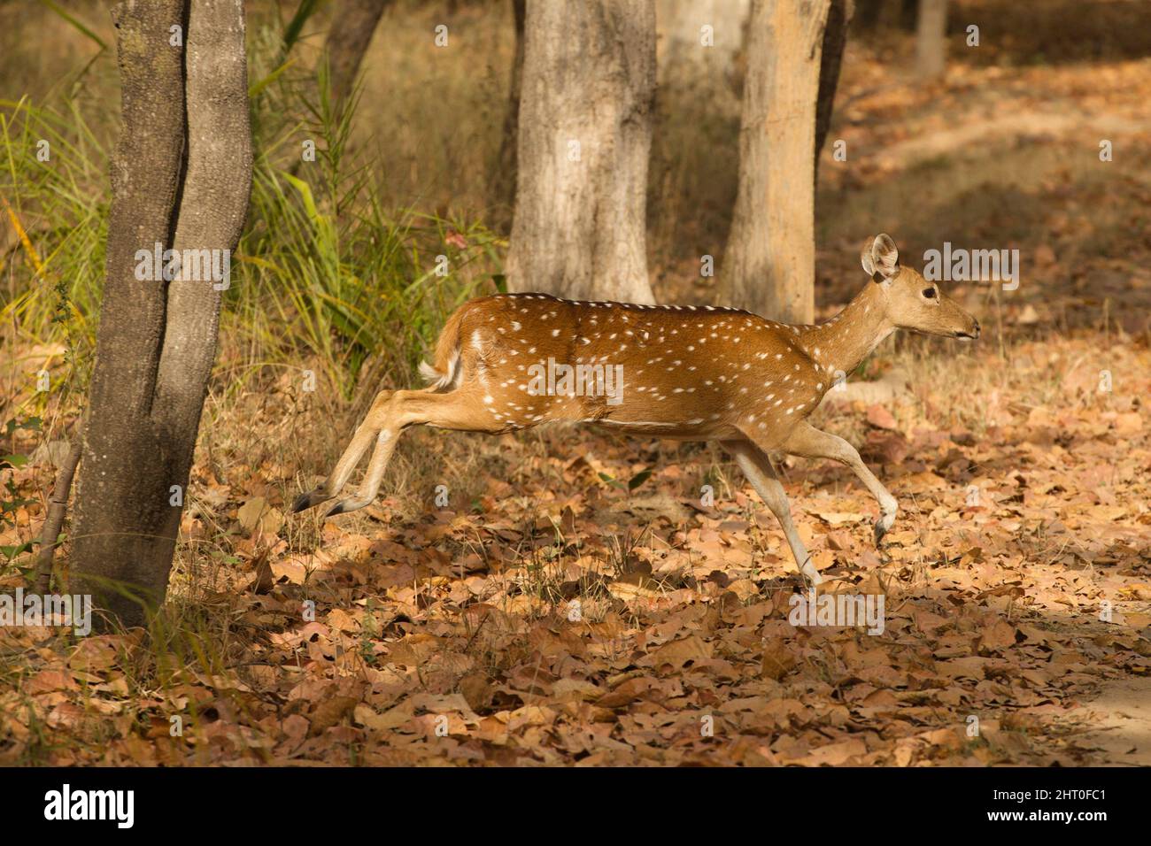 Chital (Achsenachse), Männchen. Kanha-Nationalpark, Madhya Pradesh, Indien Stockfoto