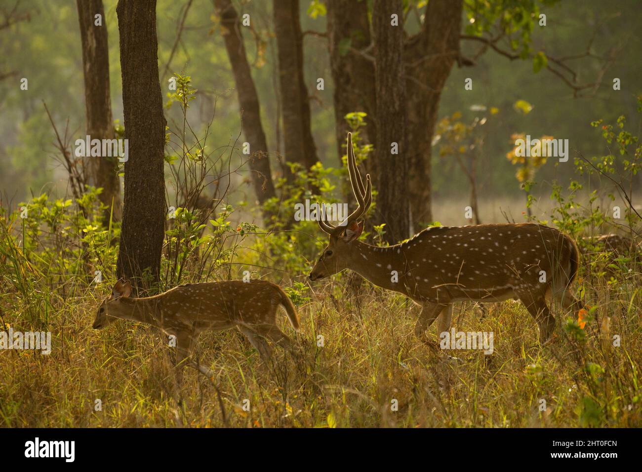 Chital (Achsenachse), weiblich am Ufer eines Pools. Sie sind auch als Spotted Deer bekannt. Kanha-Nationalpark, Madhya Pradesh, Indien Stockfoto