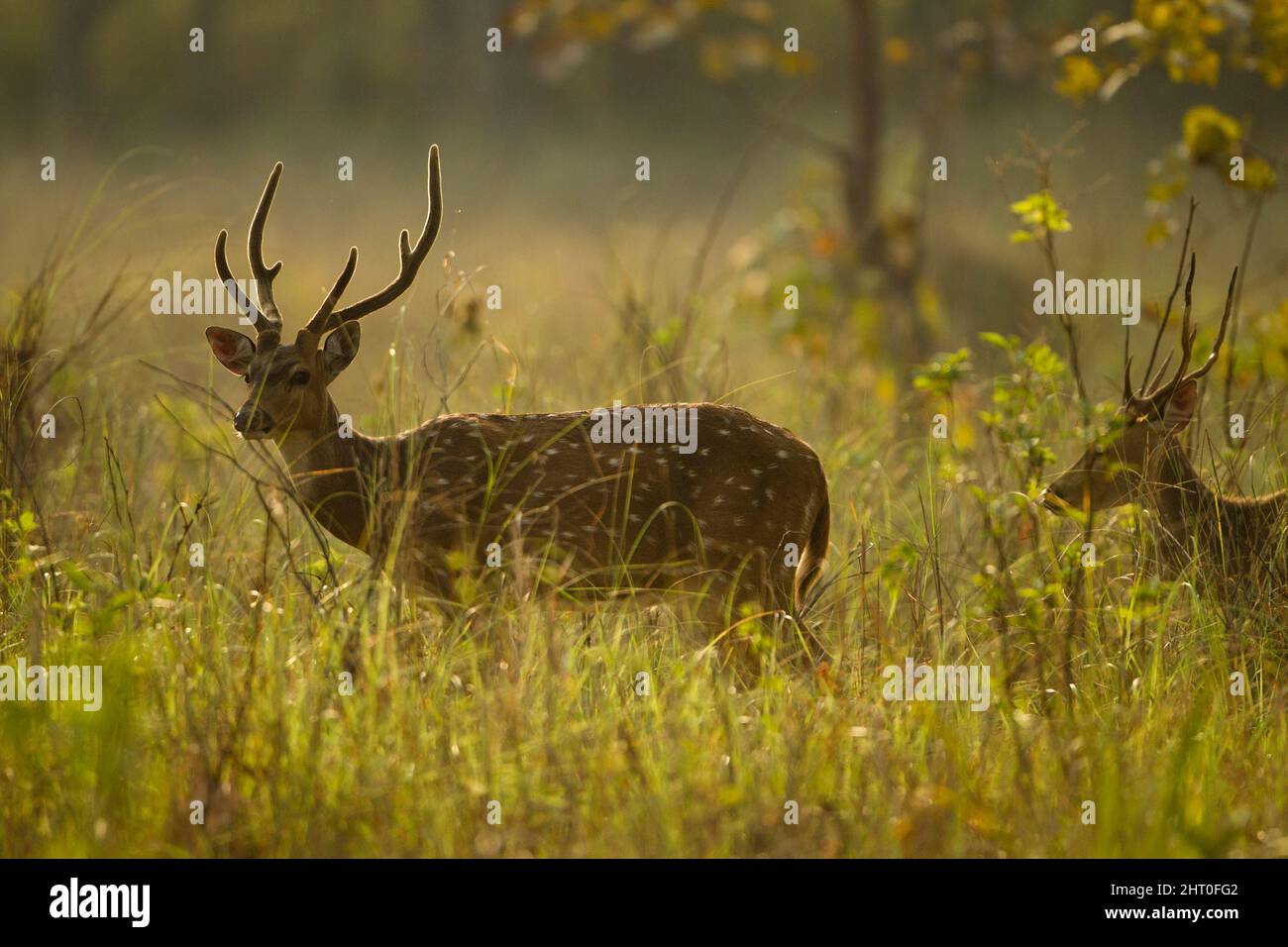 Chital (Achsenachse), Mutter und Rehkitz im Wald. Kanha-Nationalpark, Madhya Pradesh, Indien Stockfoto