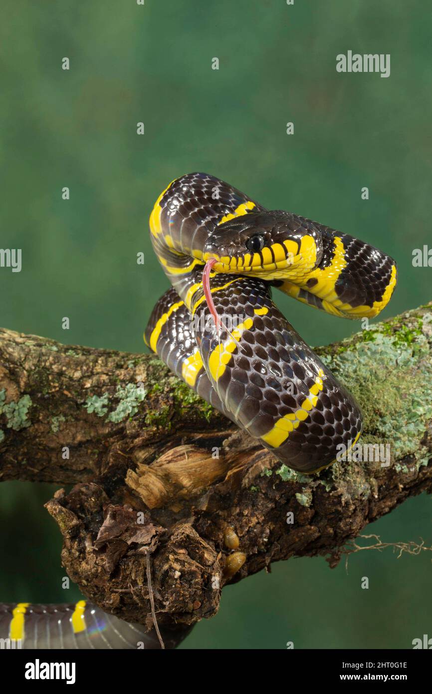 Goldringelnatter (Boiga dendrophila gemmicincta), Bedrohungsanzeige. Die Schlange ist für Menschen nicht gefährlich. Die übliche Länge liegt zwischen 1,8 und 2,4 Stockfoto