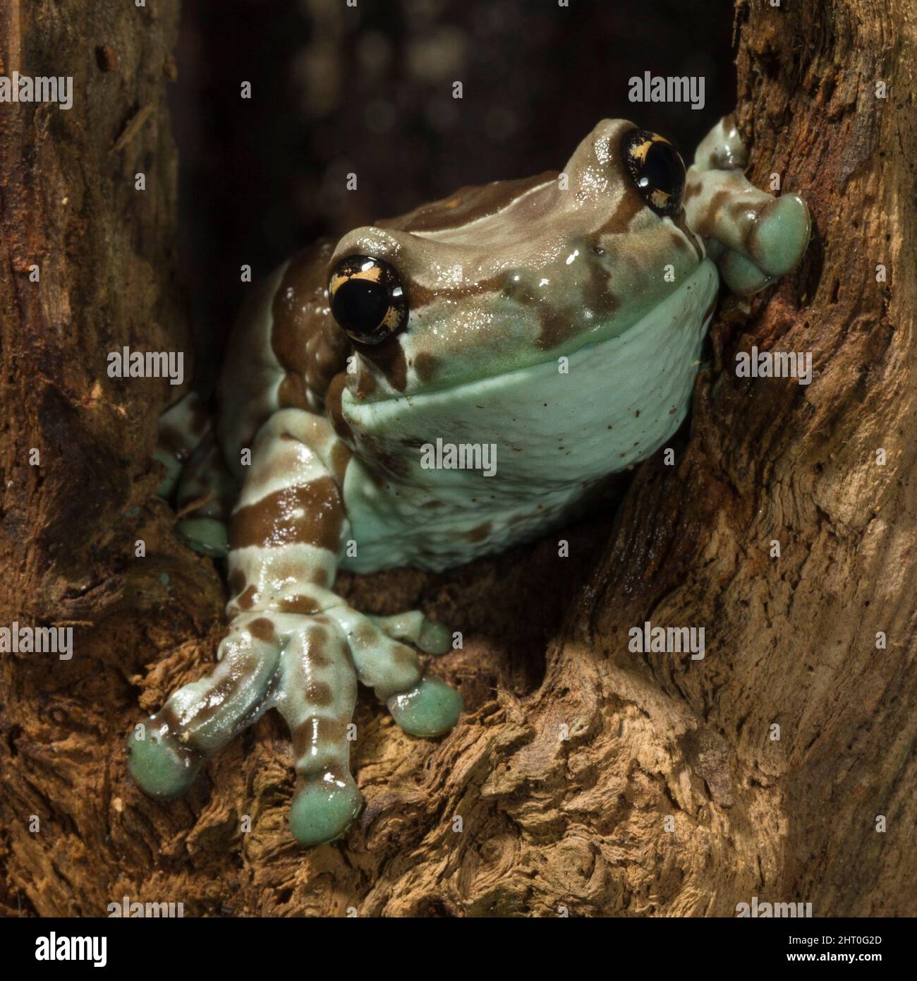 Amazonasmilchfrosch (Trachyccepals resinifictrix) bis ca. 8 cm lang. Herkunft: Amazonas-Regenwald, Südamerika Stockfoto
