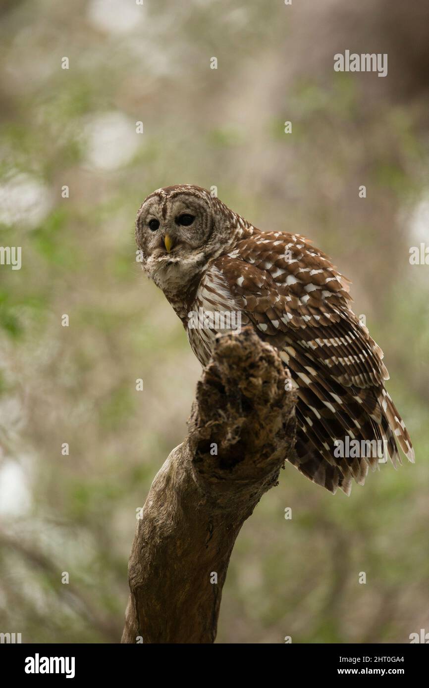 Sperlingskauz (Strix varia), Ost-Texas, USA Stockfoto