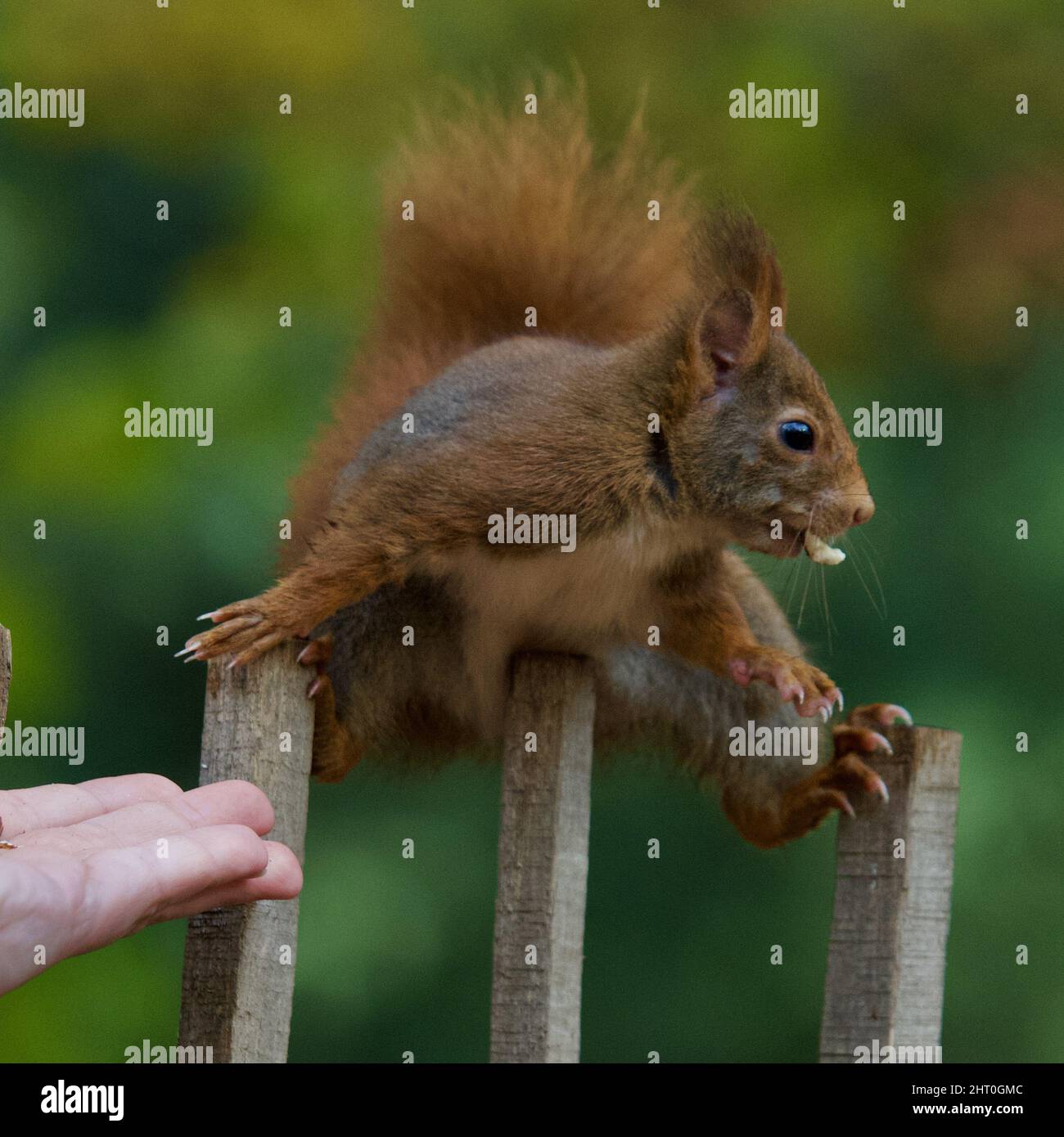 Lustiges, geschmeidiges Eichhörnchen Stockfoto