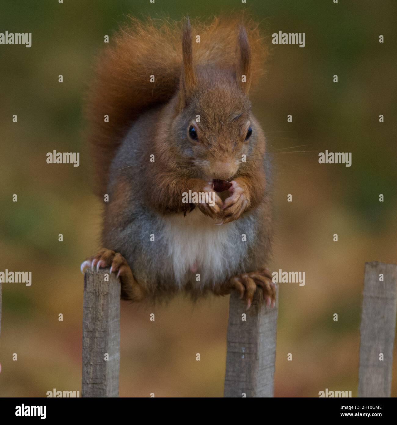 Lustiges, geschmeidiges Eichhörnchen Stockfoto