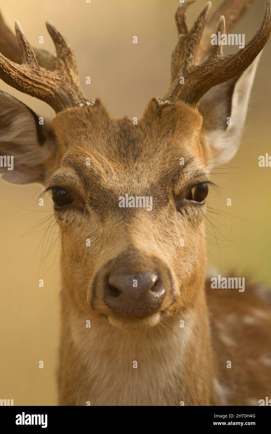 Chital (Achsenachse), Kopf, Vorderansicht. Kanha-Nationalpark, Madhya Pradesh, Indien Stockfoto