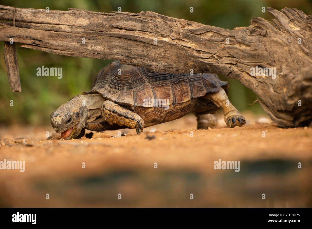 Die Texas-Schildkröte (Gopherus berlandieri) kroch unter einem Baumstamm und ernährte sich. Texas, USA Stockfoto