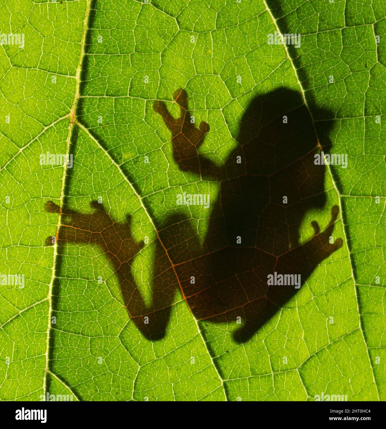 Clownbaumfrosch (Dendropsophus leucophyllatus), Schatten auf der anderen Seite eines Blattes, von unten gesehen. Herkunft: Amazonasbecken, Südamerika Stockfoto