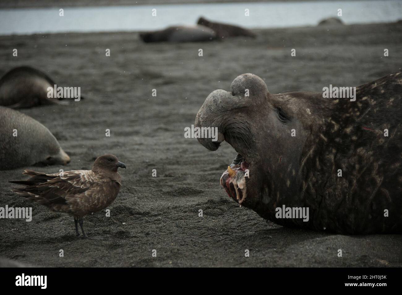 Südlicher Skua (Stercorarius antarcticus) mit dem klaffenden Mund einer verwundeten subadulten Elefantenrobbe (Mirounga leonina), aus der sie pi wird Stockfoto