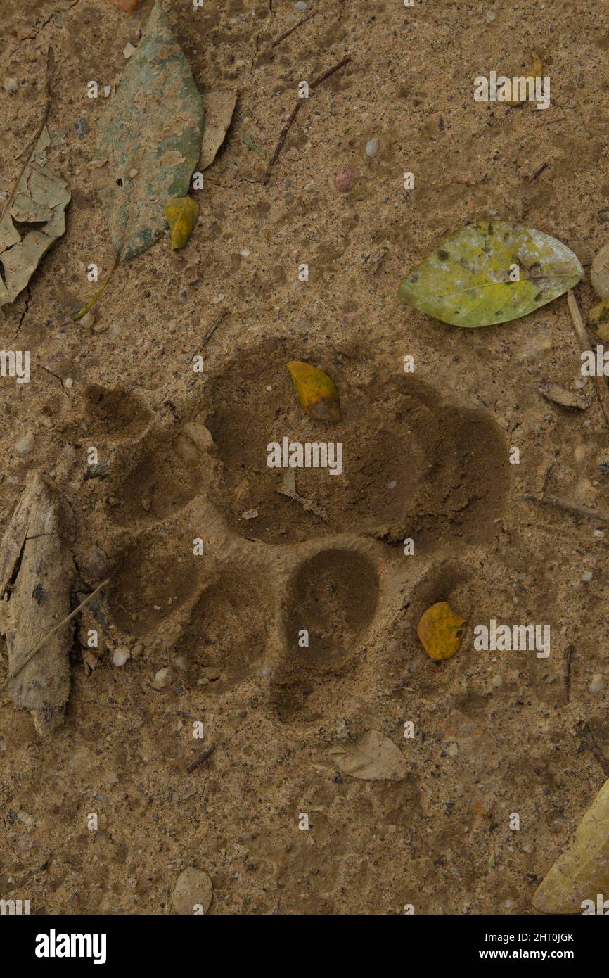 Jaguar (Panthera onca), Fußabdruck im Sand. Pantanal, Mato Grosso, Brasilien Stockfoto