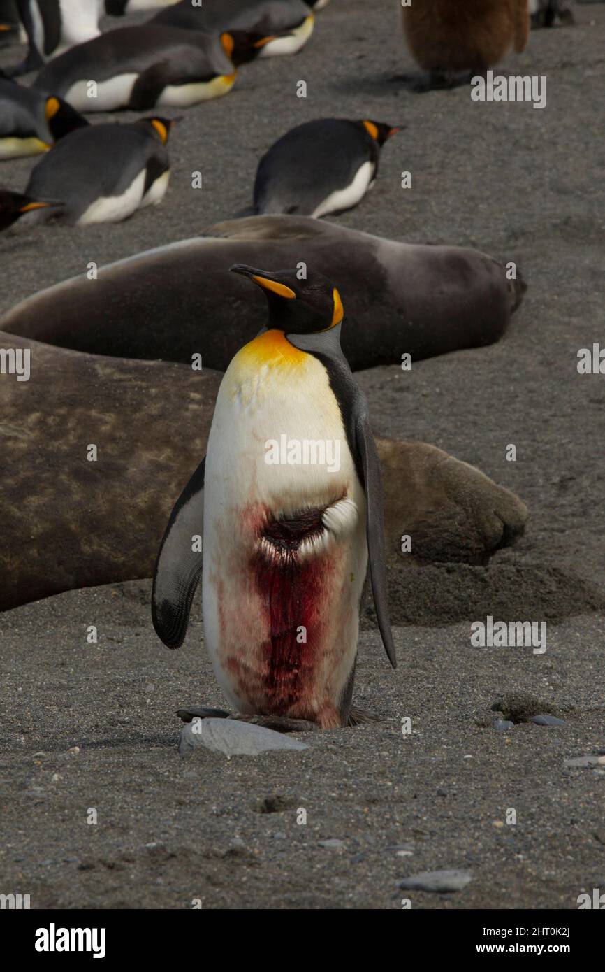 Königspinguin (Aptenodytes patagonicus), schwer verletzter Vogel, der in der Nähe der südlichen Elefantenrobben (Mirounga leonina) stand, zog am Strand aus. Der Arbeitsauftrag Stockfoto