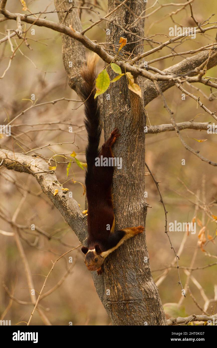 Das indische Riesenhörnchen (Ratufa indica) steigt zuerst einen Baumkopf herab oder bleibt in dieser abgeflachten Position, einer Verteidigungshaltung, regungslos. Von der Spitze von Stockfoto