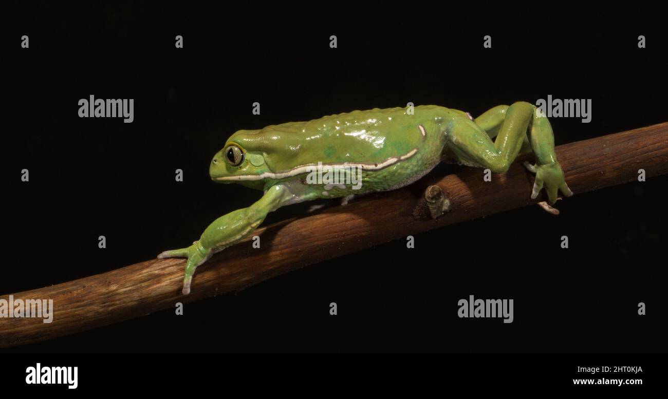 Wachsartige Affenblattfrosche (Phyllomedusa sauvagii) auf einem Baumzweig in der Nacht. Herkunft: Mittel- und Südamerika Stockfoto