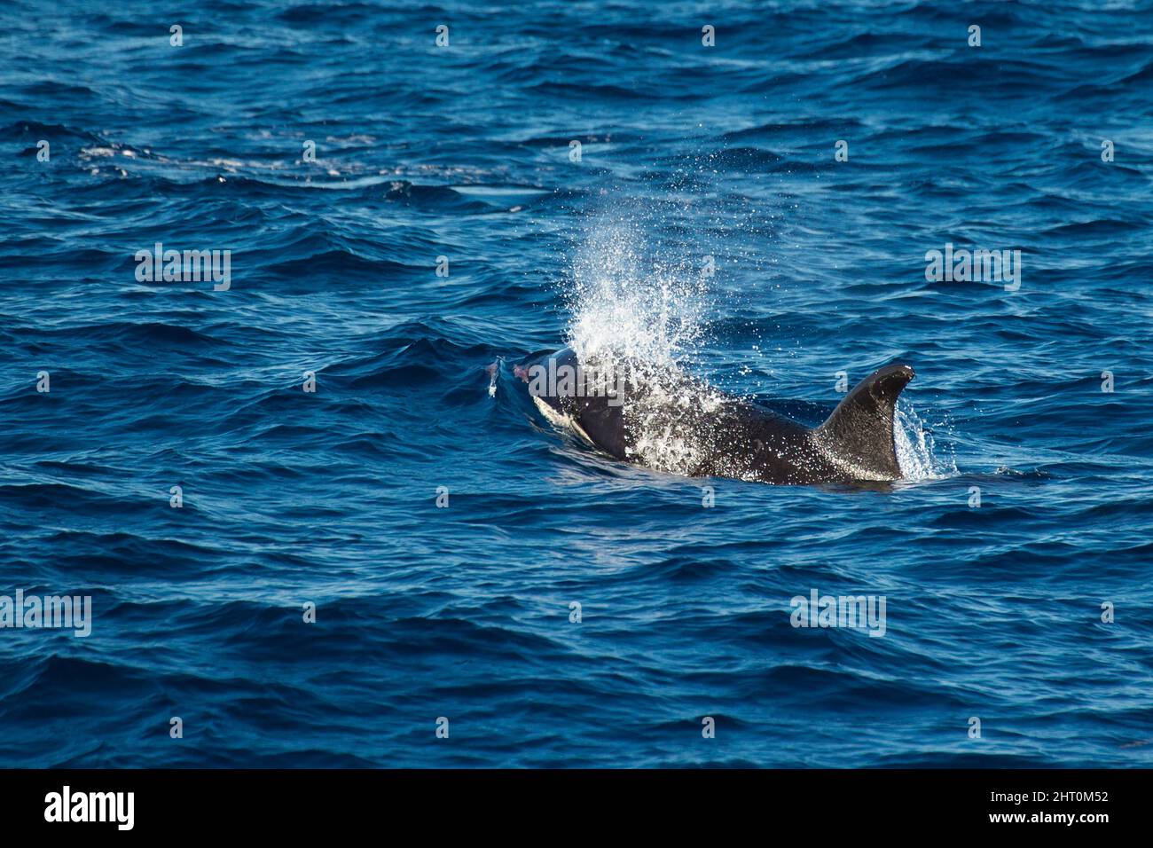 Killerwal (Orcinus Orca), an der Oberfläche, atmet aus - der Sprühnebel aus Wasser kommt nicht aus der Lunge, sondern ist das Wasser auf dem Blowhole, wenn die Stockfoto