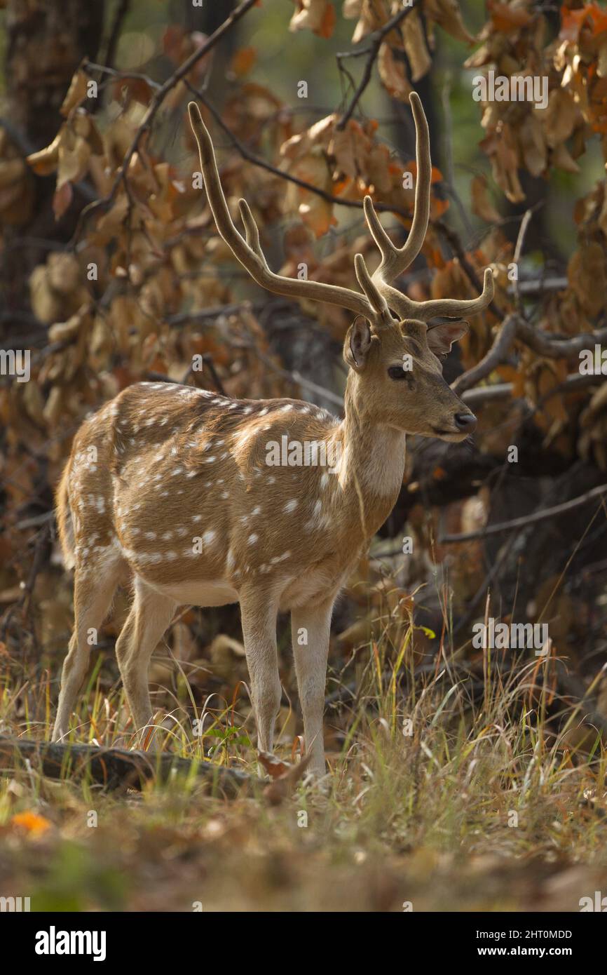 Chital (Achsenachse), still stehend. Kanha-Nationalpark, Madhya Pradesh, Indien Stockfoto