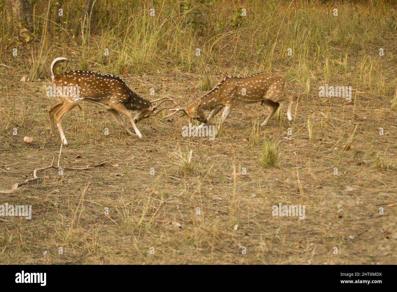 Chital (Achsenachse), zwei Männchen spärend. Kanha-Nationalpark, Madhya Pradesh, Indien Stockfoto