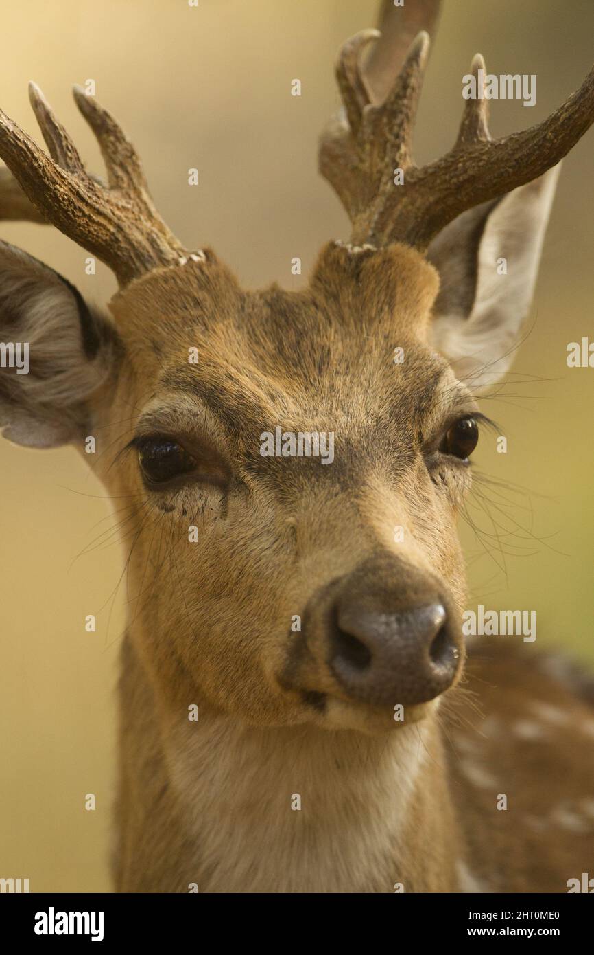 Chital (Achsenachse), Kopf. Beide Geschlechter haben Geweihe. Kanha-Nationalpark, Madhya Pradesh, Indien Stockfoto