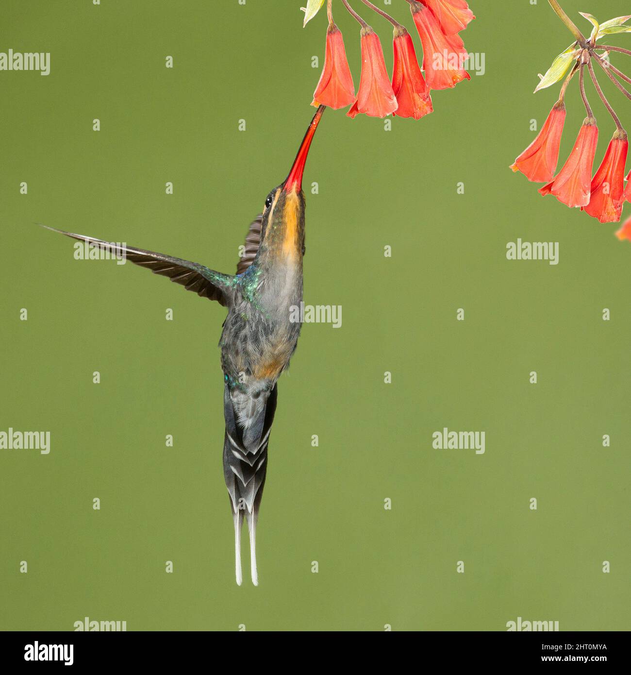 Grüner Einsiedler (Phaethornis-Typ), der Nektar aus Blumen nimmt. Bosque del Paz, Costa Rica Stockfoto