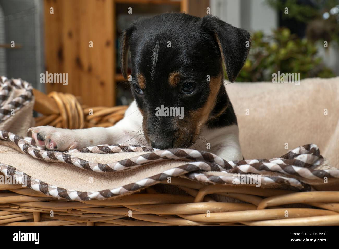 Der sechswöchige Jack Russell Terrier Welpe sitzt in einem Weidenkorb Stockfoto