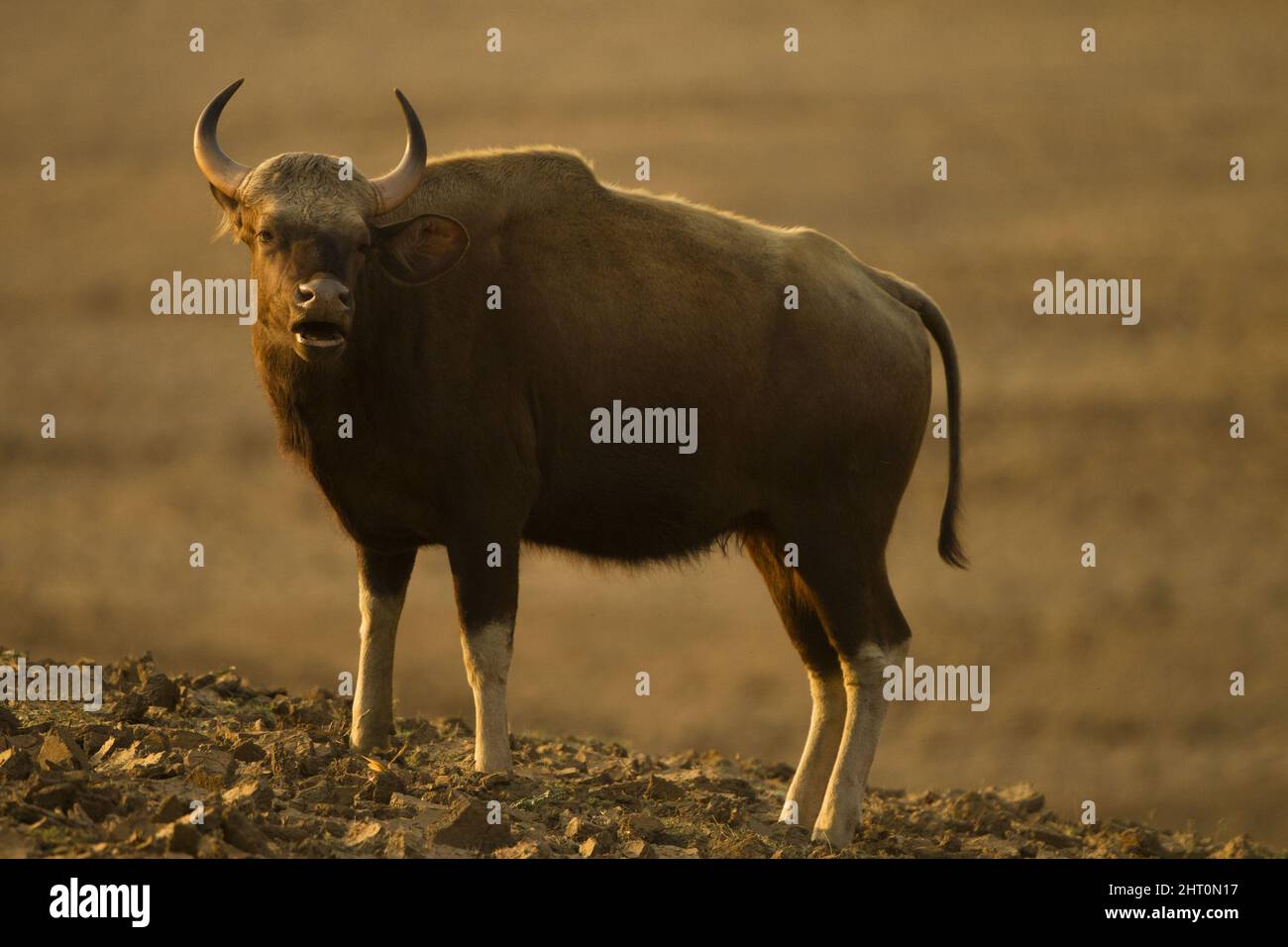 Gaur (Bos Gaurus) grasen. Beide Geschlechter haben Hörner. Satpura-Nationalpark, Madhya Pradesh, Indien Stockfoto