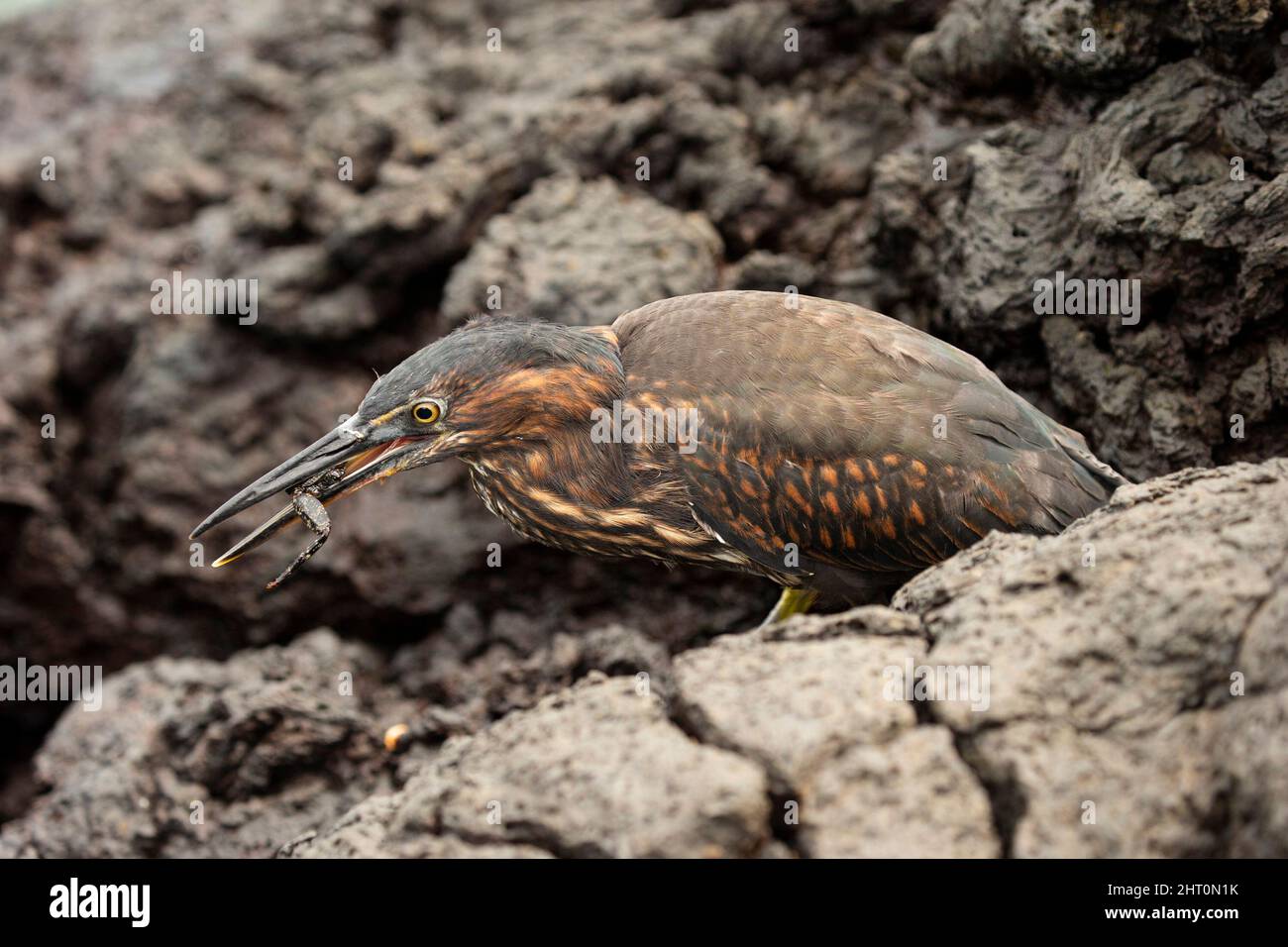 Lavareiher (Butorides sundevalli), der Sally lightfoot Crab (Grapsus grapsus) isst. Galapagos-Inseln, Ecuador Stockfoto