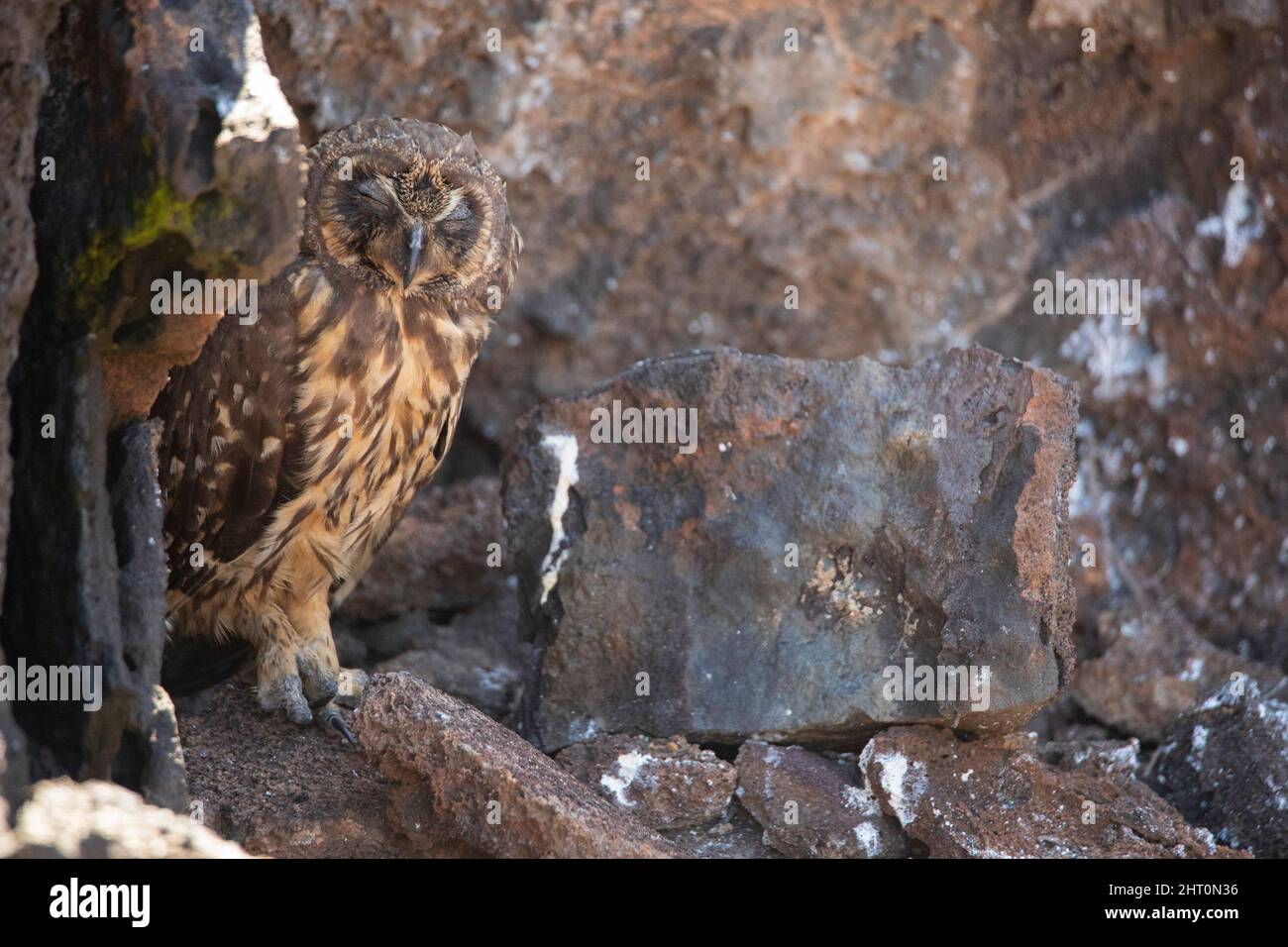 Kurzohrkauz (ASIO flammeus), döst auf felsigen Felsvorsprüngen. Genovesa, Galapagos-Inseln, Ecuador Stockfoto