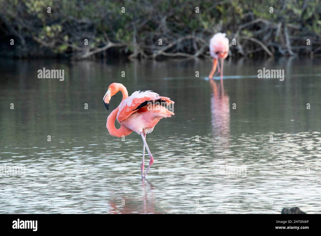 Amerikanischer Flamingo (Phoenicopterus ruber) in einer Küstenlagune. Insel Santa Cruz (Unermüdlich), Galapagos-Inseln, Ecuador Stockfoto