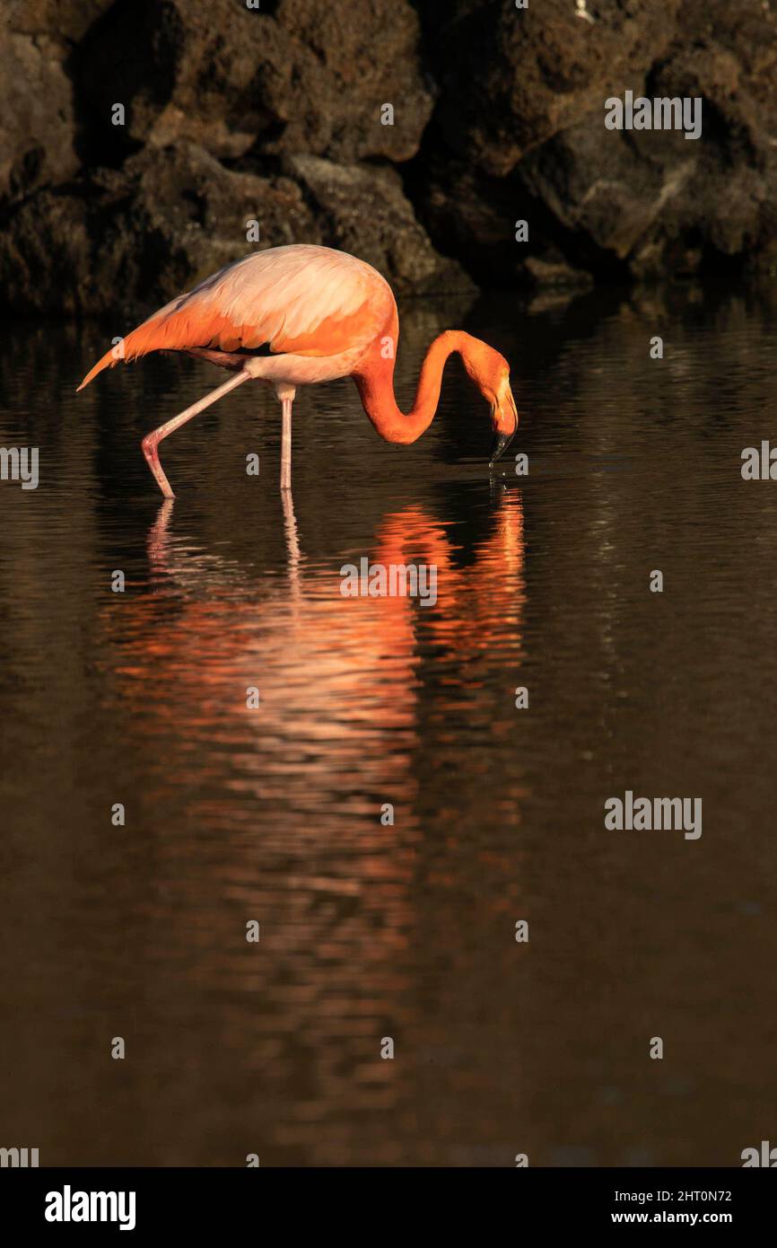 Amerikanischer Flamingo (Phoenicopterus ruber) in einer Küstenlagune, Fütterung. Insel Santa Cruz (Unermüdlich), Galapagos-Inseln, Ecuador Stockfoto
