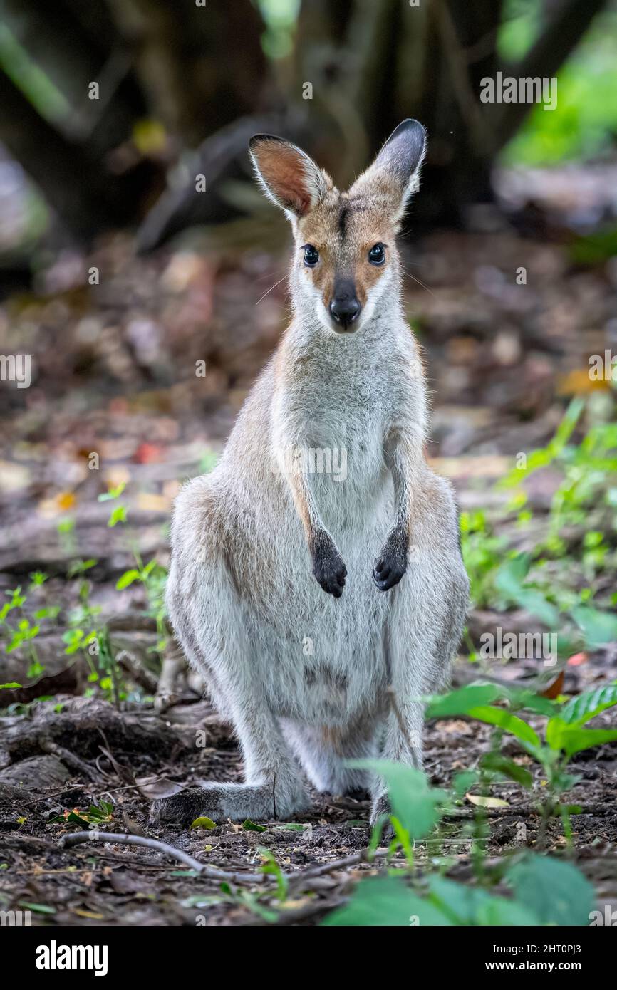 Porträt eines Rothalswallabys (Macropus rufogriseus), der steht und auf die Kamera schaut Stockfoto