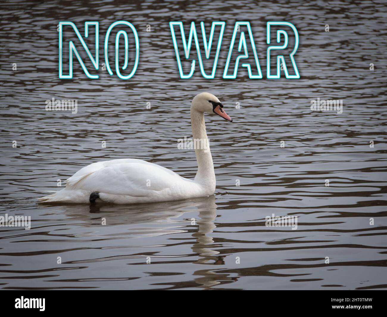 Kein Krieg. Text auf dem Hintergrund eines schwebenden Schwans - Symbol der Liebe. Konzept kein Krieg, stoppen militärische Operationen, Weltfrieden. Kann auf Plakaten verwendet werden, fliegen Stockfoto