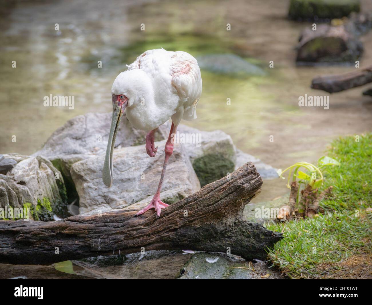 Nahaufnahme Ansicht des afrikanischen Löffelbills, der auf einem Bein auf einem Baumstamm in der Mitte des Wassers steht. Stockfoto