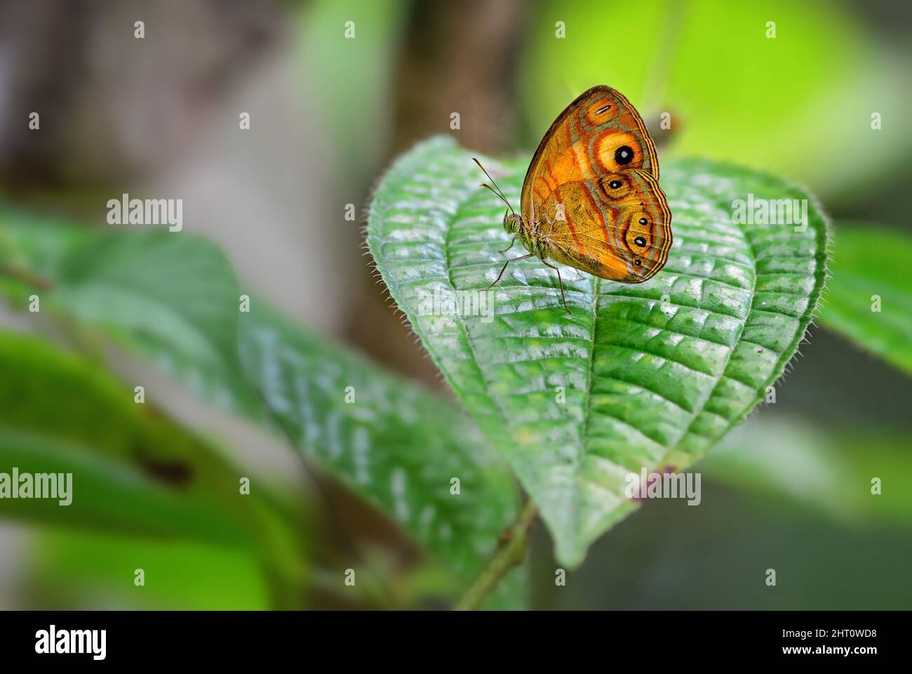 Glad-Eye Bushbrown Butterfly - Mycalesis patnia, farbige Schmetterling aus asiatischen Wiesen und Gärten, Sri Lanka. Stockfoto