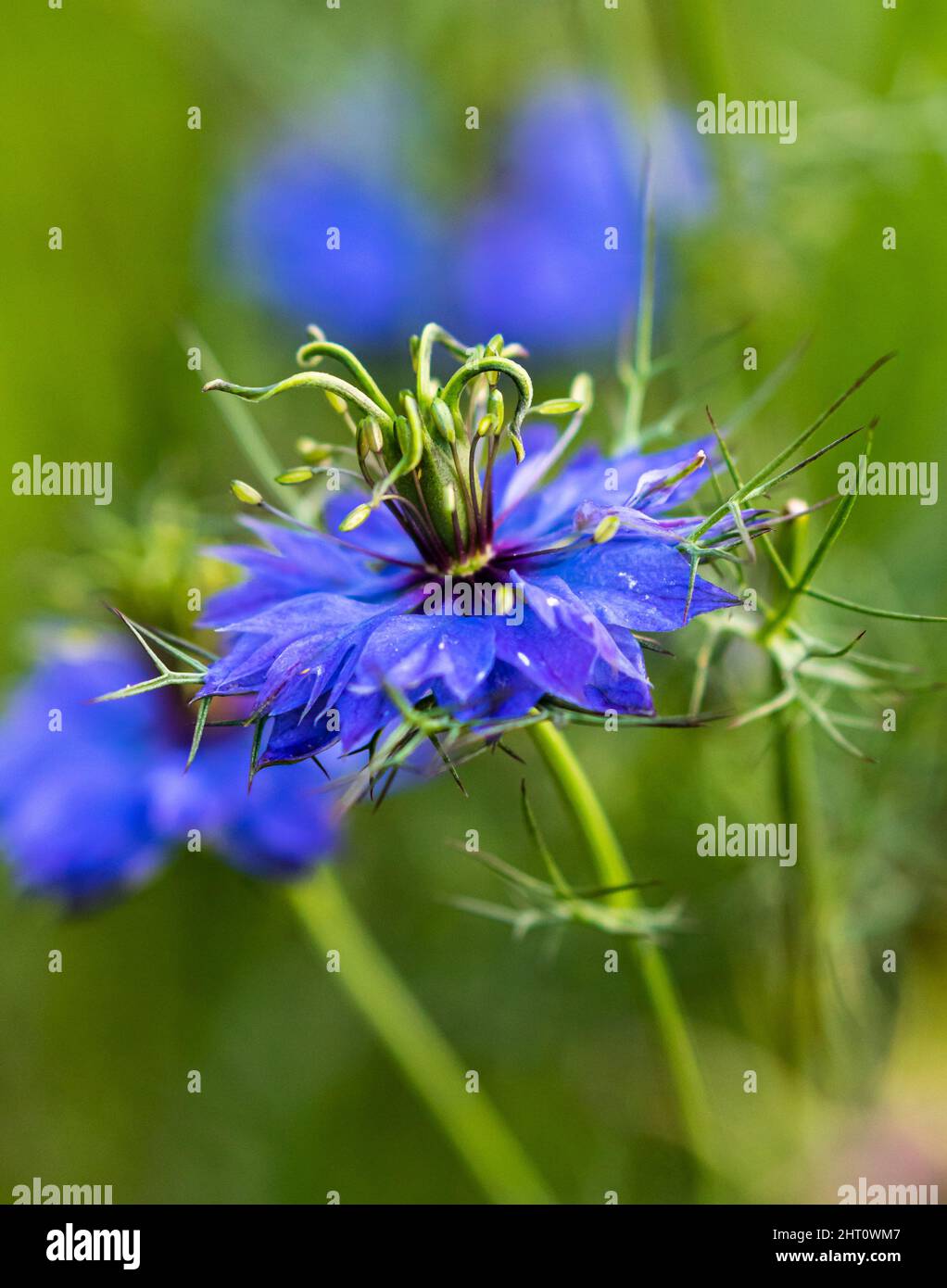 Eine Nahaufnahme einer Nigella damascena Blume, die auf einem Feld wächst Stockfoto