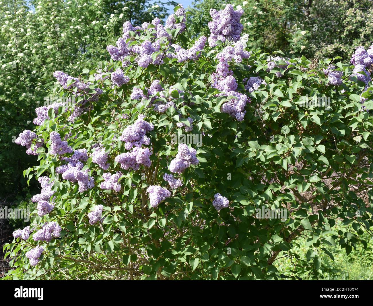 Lila gemeiner Flieder syringa vulgaris-Busch blüht im Frühling in einem Garten Stockfoto