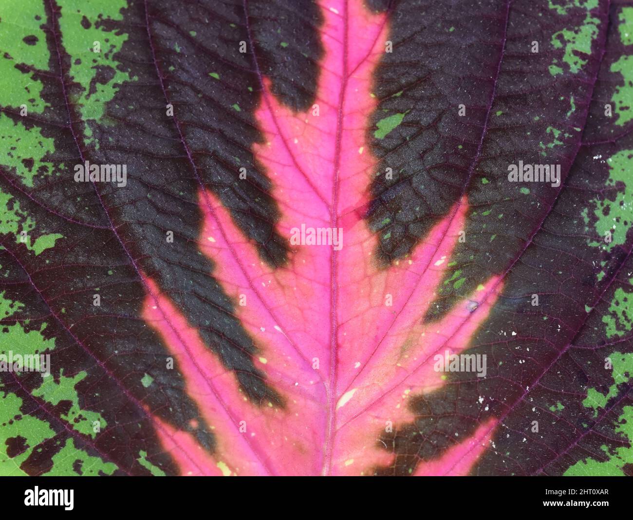 Nahaufnahme auf Blatt von Coleus bemalter Brennnesselpflanze mit verschiedenen Farben Stockfoto