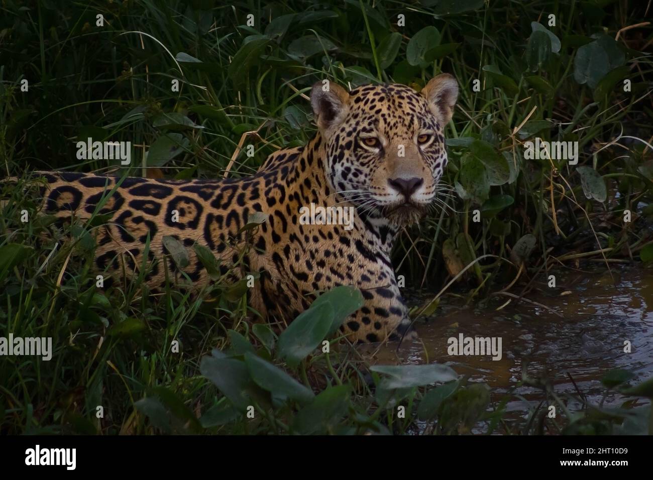Ein wild aussehender jaguar, der während der Trockenzeit in den pantanal-Feuchtgebieten jagt Stockfoto