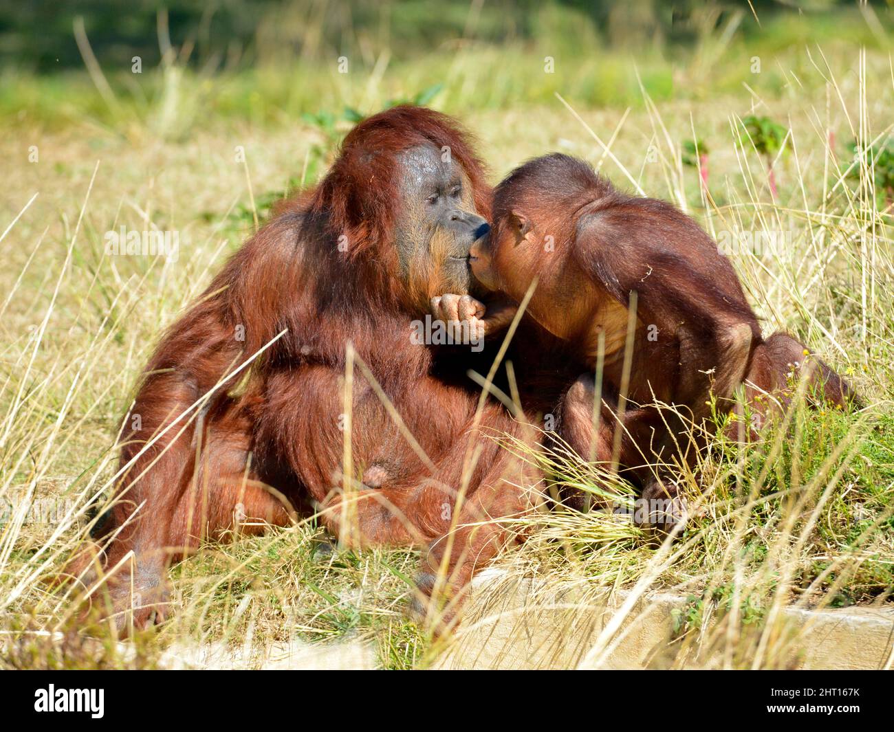 Mutter und Jugendliche Orangoutans (Pongo pygmaeus) sitzen auf Gras und zeigen Anzeichen von Zuneigung Stockfoto