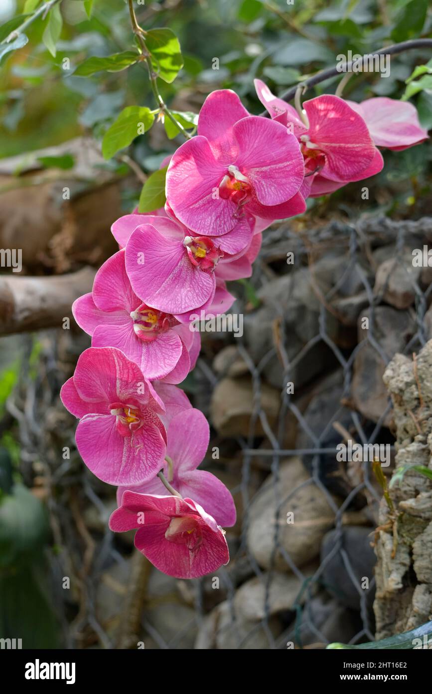 Nahaufnahme magentafarbene Orchideen in einem französischen Garten, der einen vertikalen Kreisbogen bildet Stockfoto