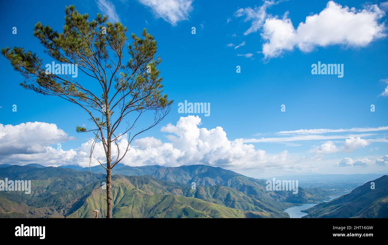 Baum auf den Bergen Hintergrund in San Juan de la Maguana , Dominikanische Republik Stockfoto