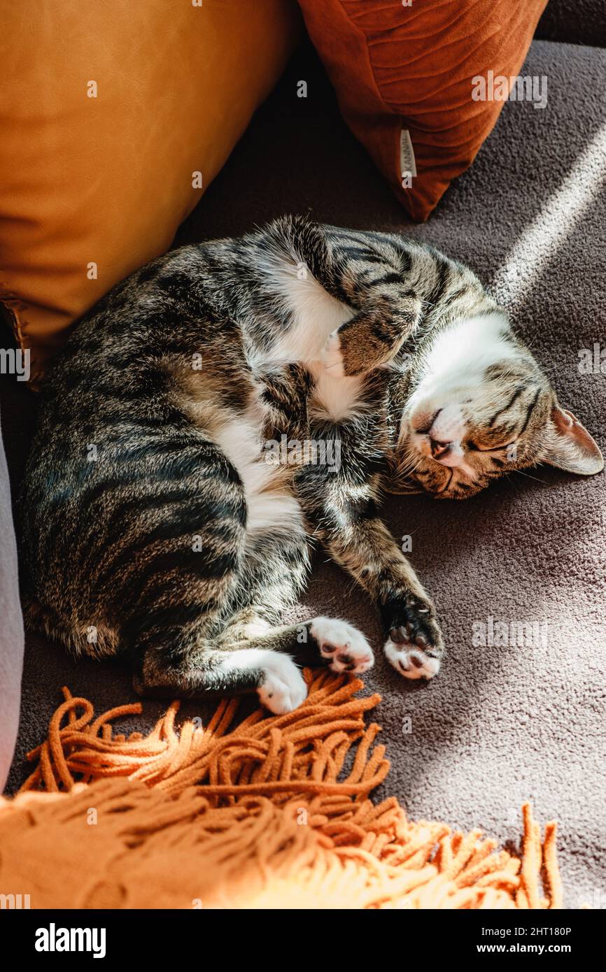 Graue Hauskatze mit weichen Haaren und Mustern schläft und sonnt sich auf einem Sofabett mit Decke und Kissen Stockfoto