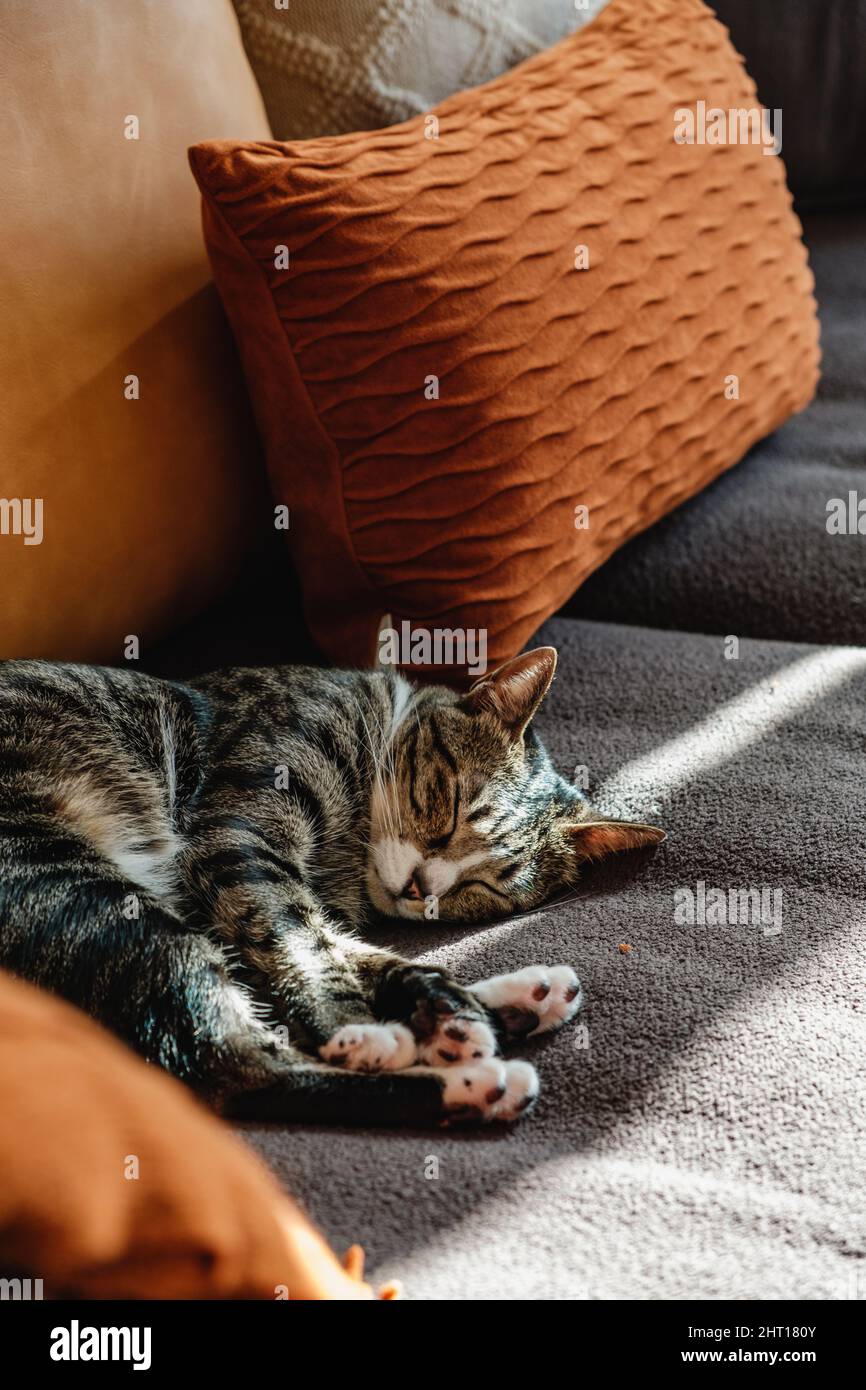 Graue Hauskatze mit weichen Haaren und Mustern schläft und sonnt sich auf einem Sofabett mit Decke und Kissen Stockfoto