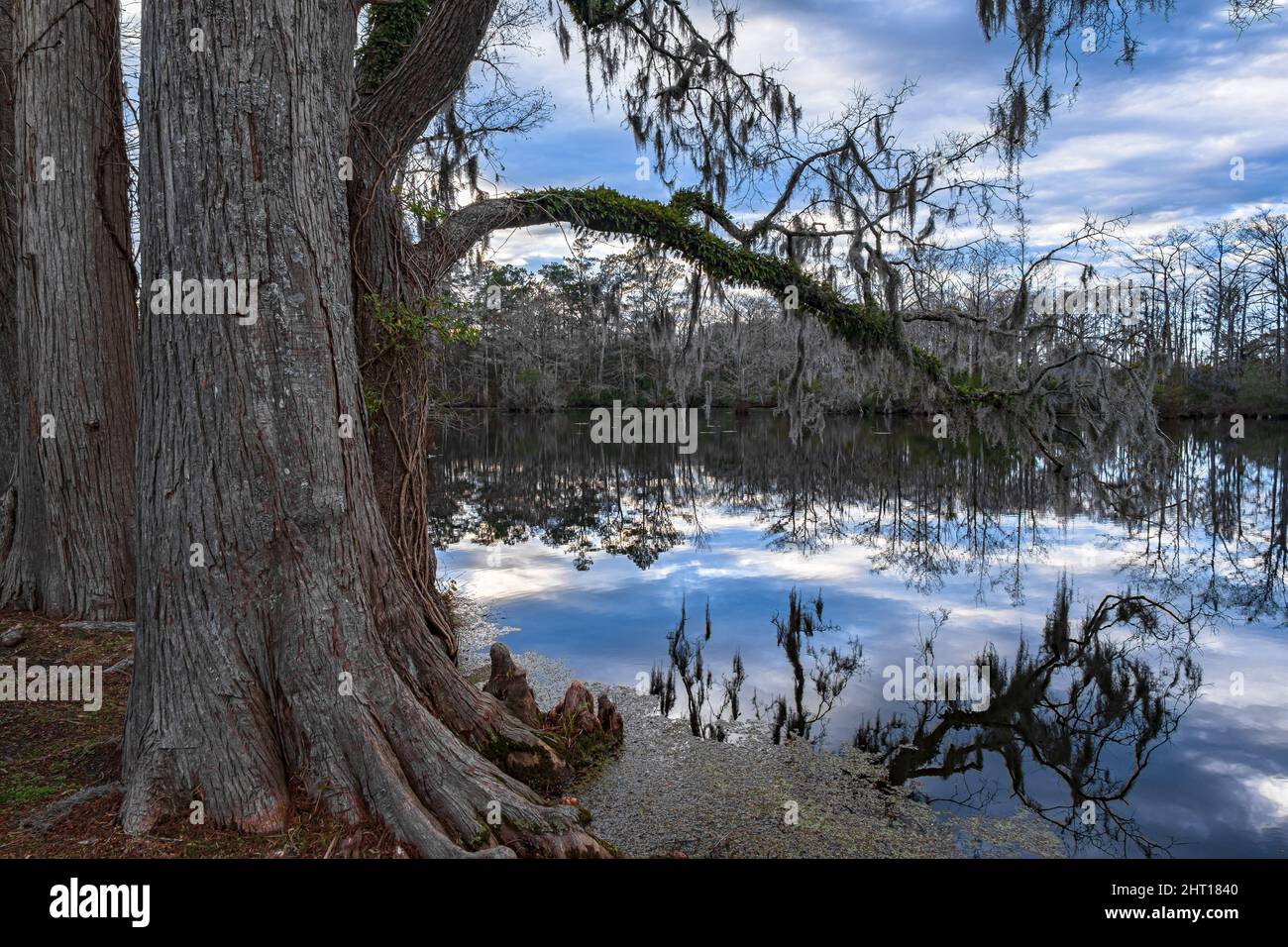 Schöne Landschaft von einem higen Baum an einem Wassersee mit Bäumen und einem bewölkten Himmel Stockfoto