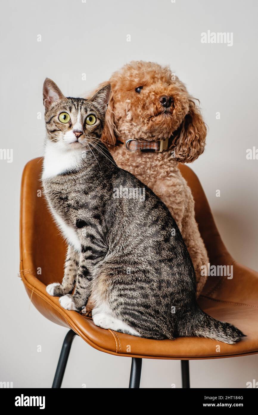 Süße, weich-grau gestreifte Katze und lockiger Hund, der auf einem braunen Lederstuhl sitzt und ein Modell für ein Porträtfoto auf einem leeren, isolierten Hintergrund aufstellt Stockfoto