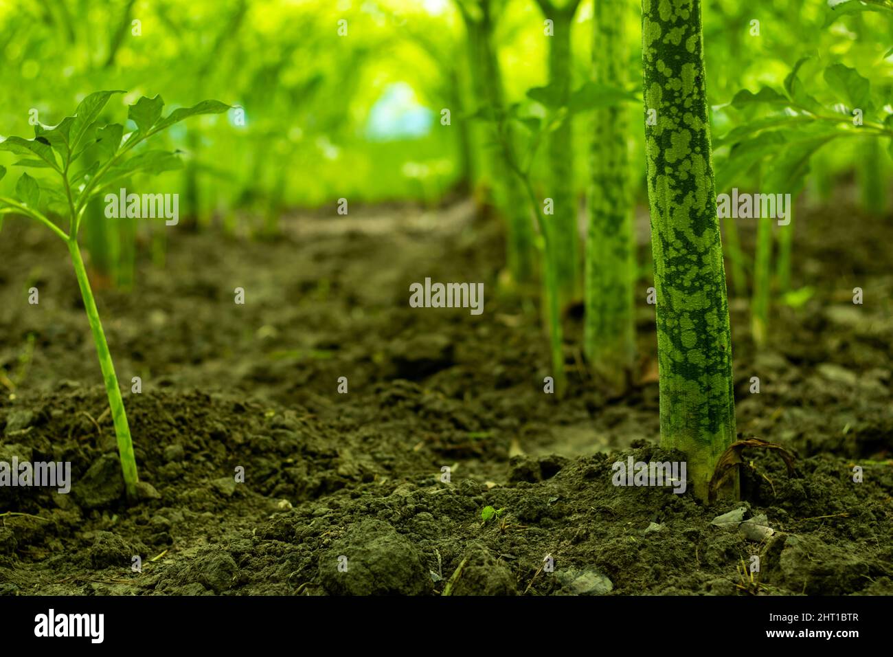 Elefantenfuß oder Dioscorea elephantipes auch als pottentotbrot bezeichnet, eine seltsam aussehende, winzende Pflanze der Familie der Yam Dioscoreaceae und schmackhaftes Gemüse Stockfoto