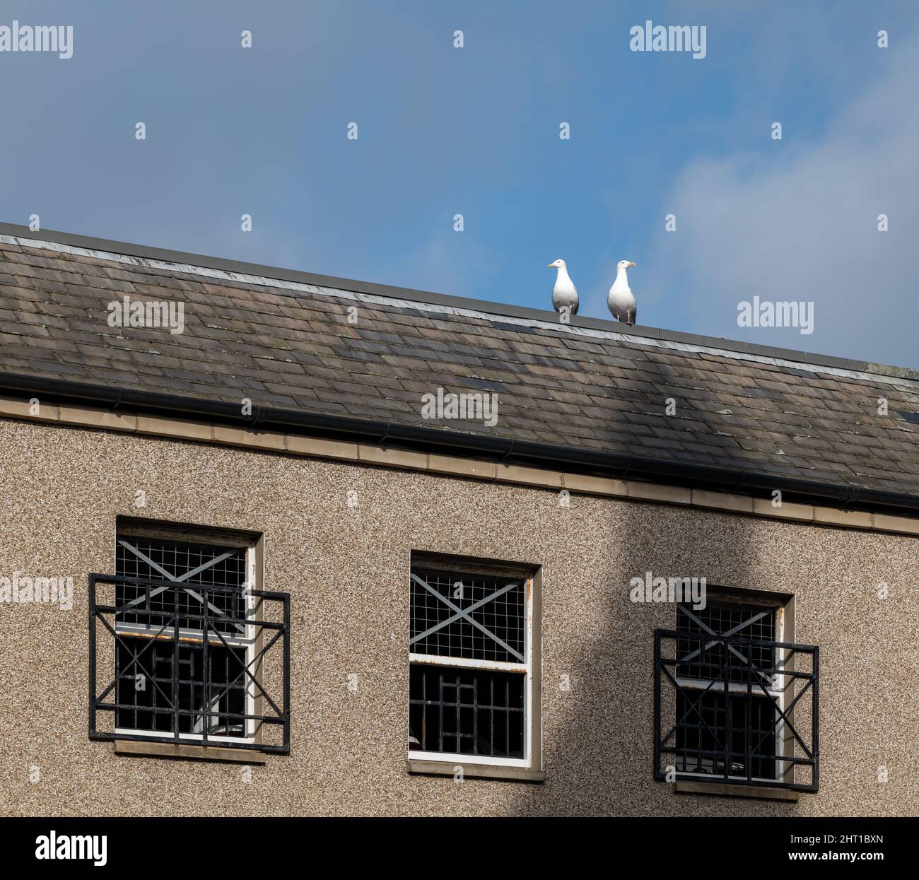 25. Februar 2022. South Street, Elgin, Moray, Schottland. Das sind 2 Möwen auf einem mehrstöckigen Parkplatz, die ihre Augen auf ihr Territorium richten. Stockfoto