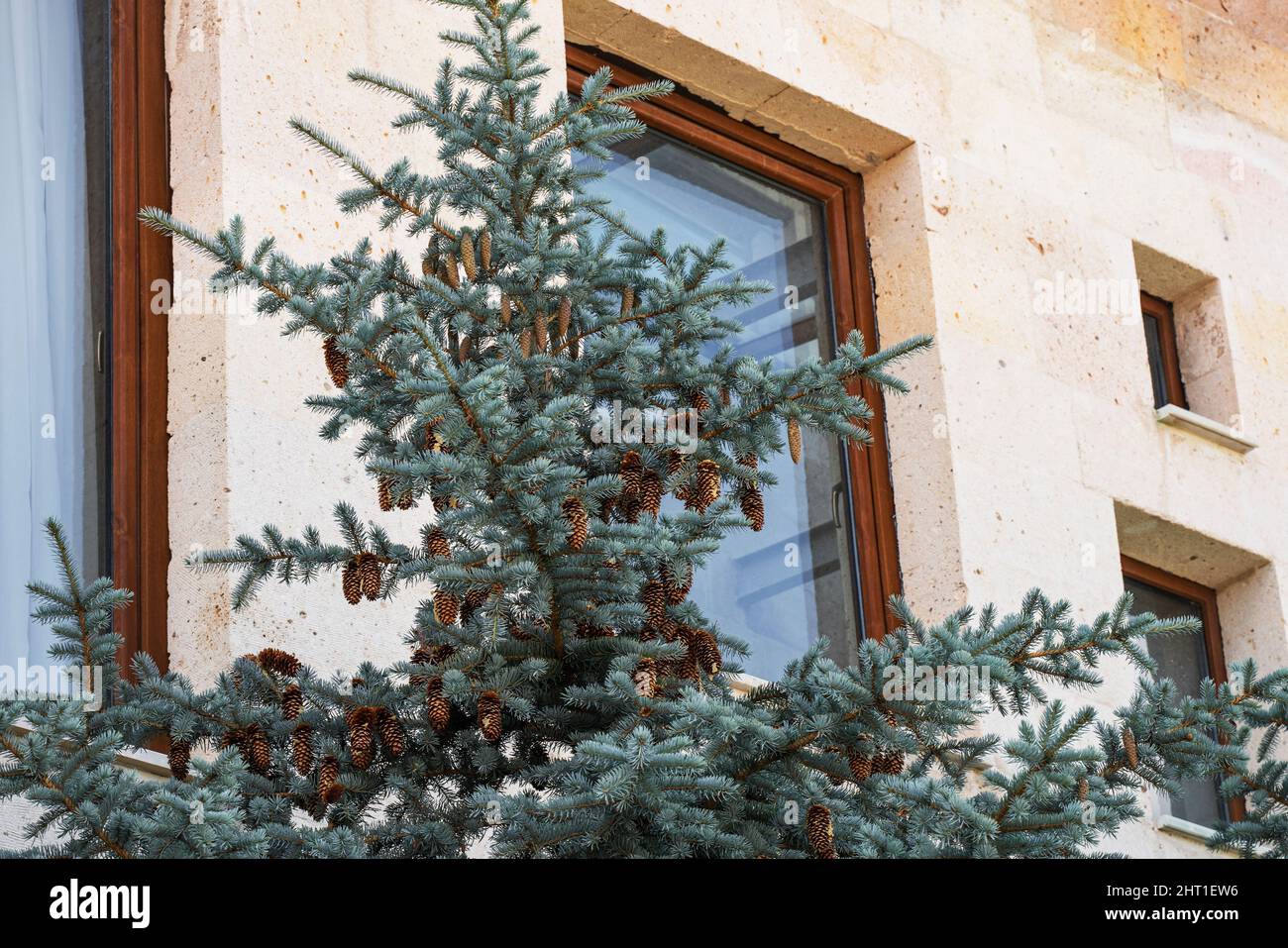 Blaue Fichte mit Zapfen steht vor dem Fenster eines weiß getünchten Steinhauses. Stockfoto