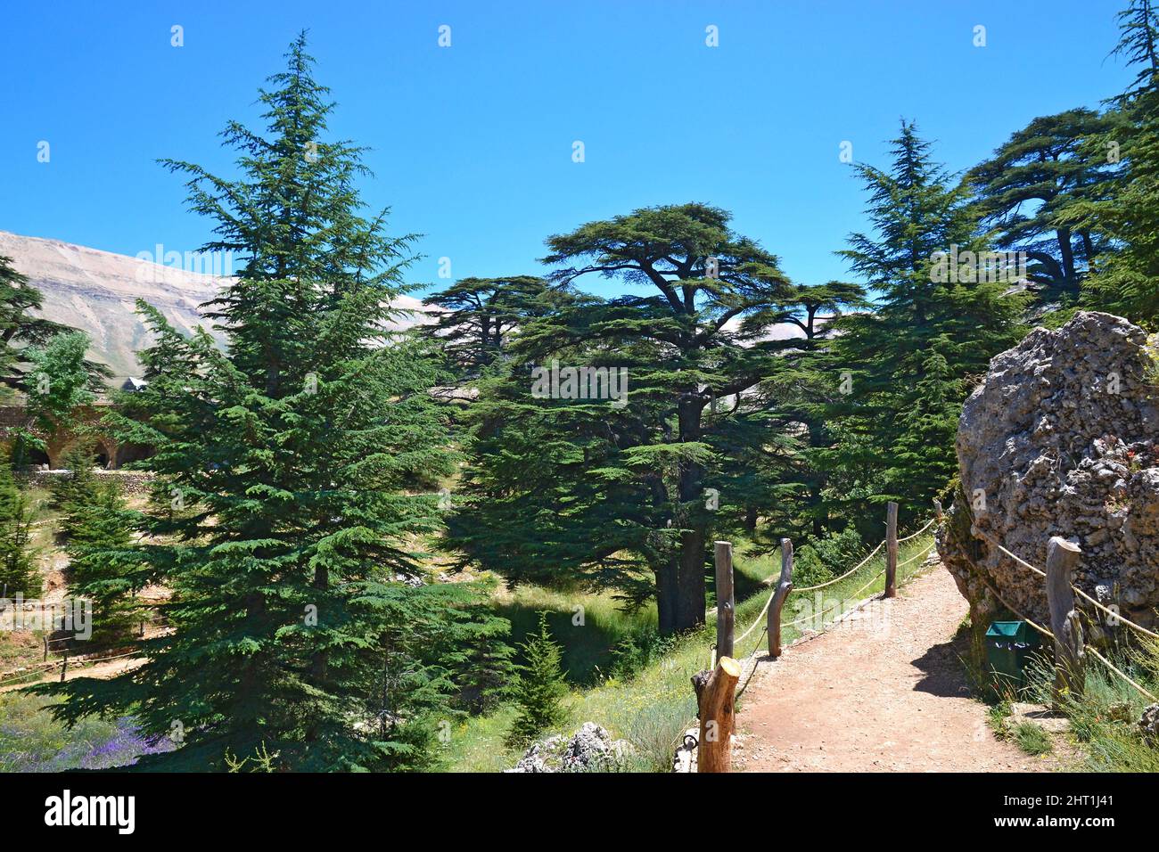 Libanesische Zeder. Cedar of God, in Bsharri gelegen, ist einer der letzten Überreste der riesigen Wälder der libanesischen Zeder, die einst über den Mount Le blühten Stockfoto