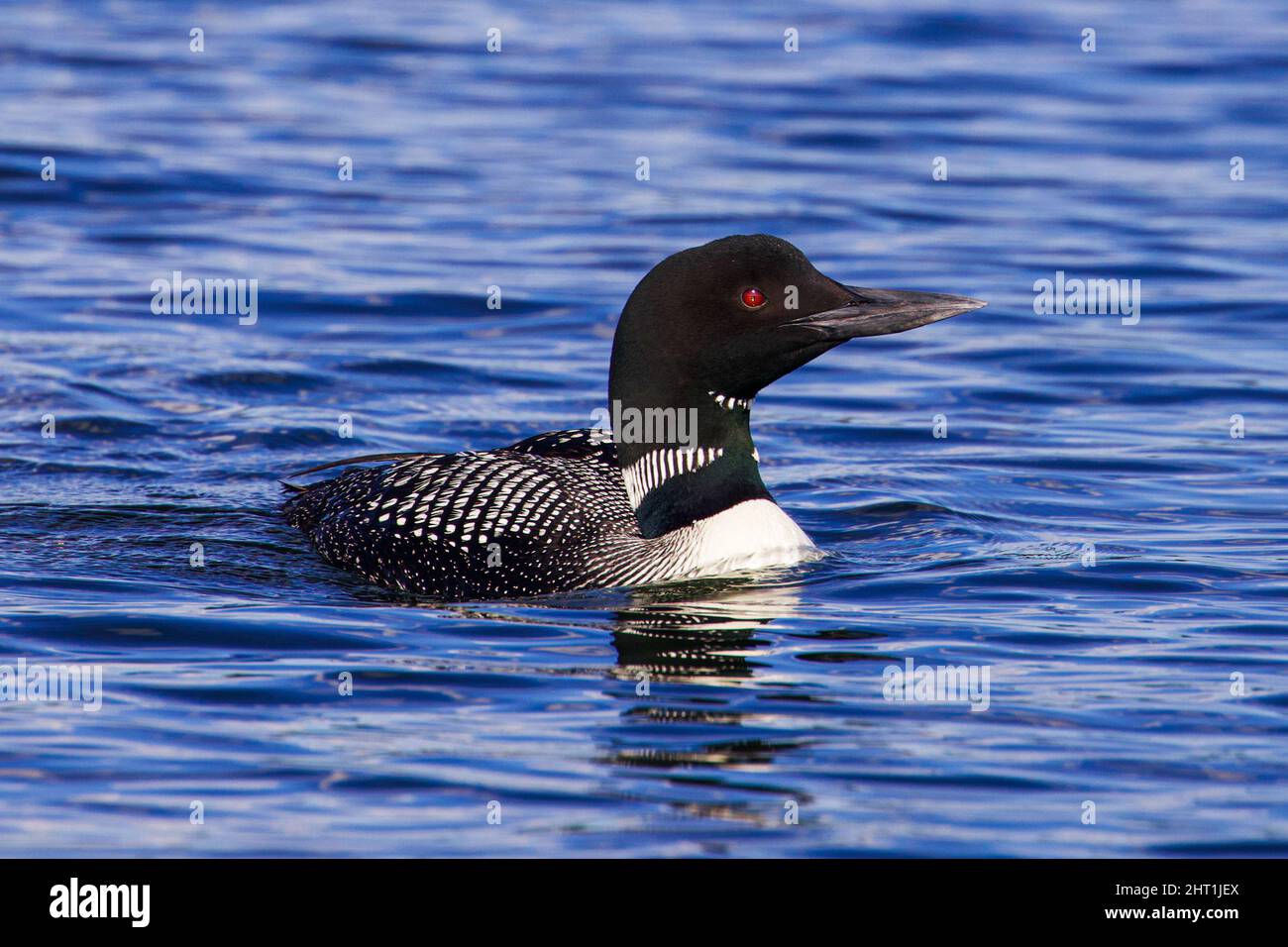 Nahaufnahme eines in blauem Wasser schwimmenden Weißschnabel-Ballons Stockfoto