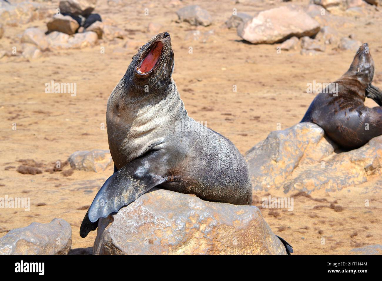 Seelöwen, Yamps Skeleton Coast Site, große Seelöwenkolonie, Namibia, Afrika. Stockfoto