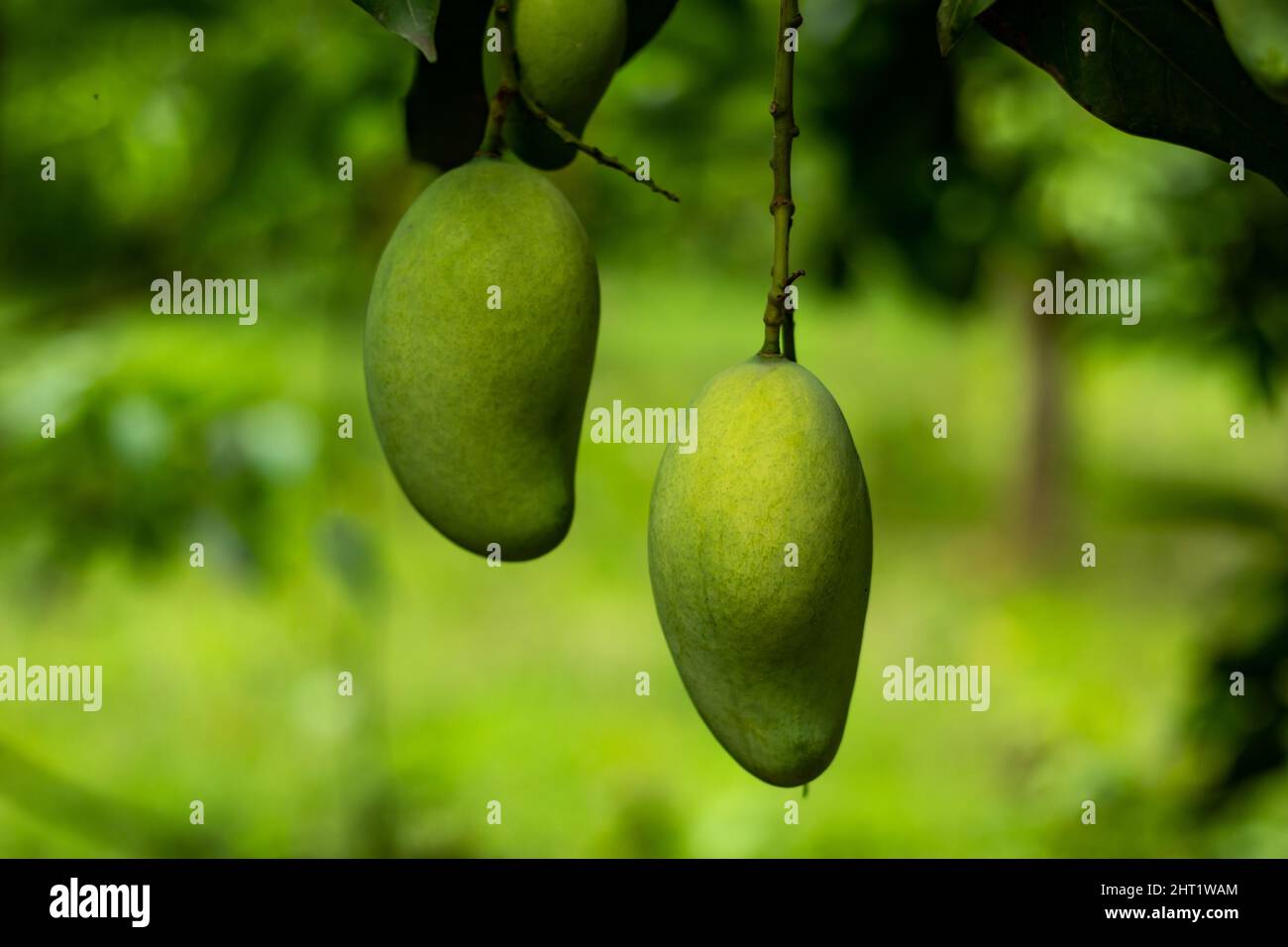 Es ist roh saure Mango. Rohe und reife Mango enthält viele Vitamine. Was für die Gesundheit von Vorteil ist. Mango ist eine berühmte Frucht Asiens Stockfoto